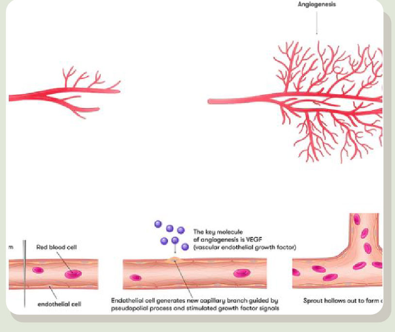 血管拡張・血管新生